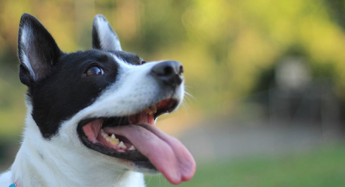 トリミングやペットシッター、フード販売などのサービスもご提供しております。