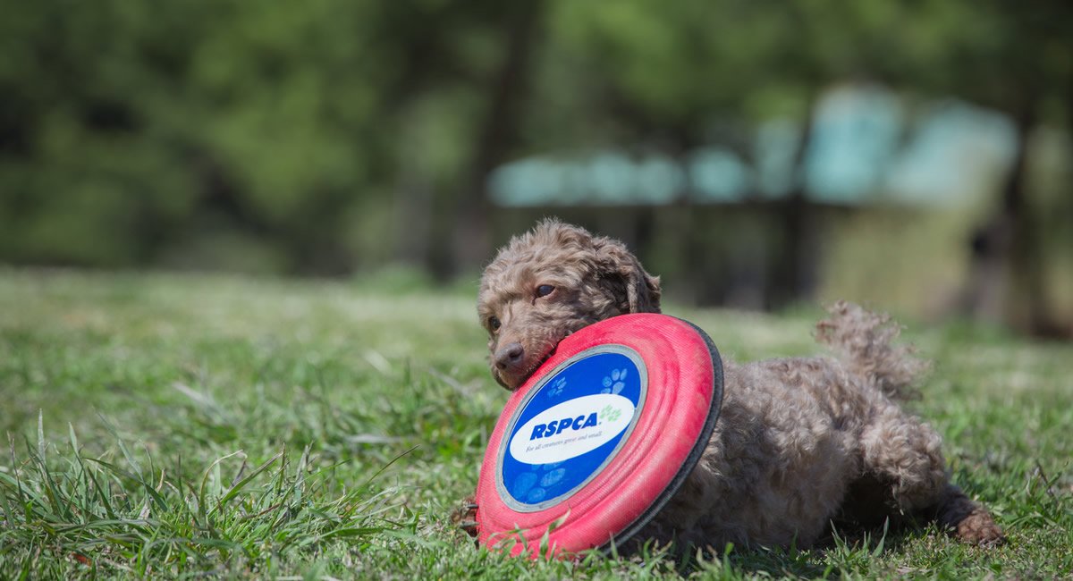 JASPER（ジャスパー）和歌山 白浜のペットホテル・トリミング