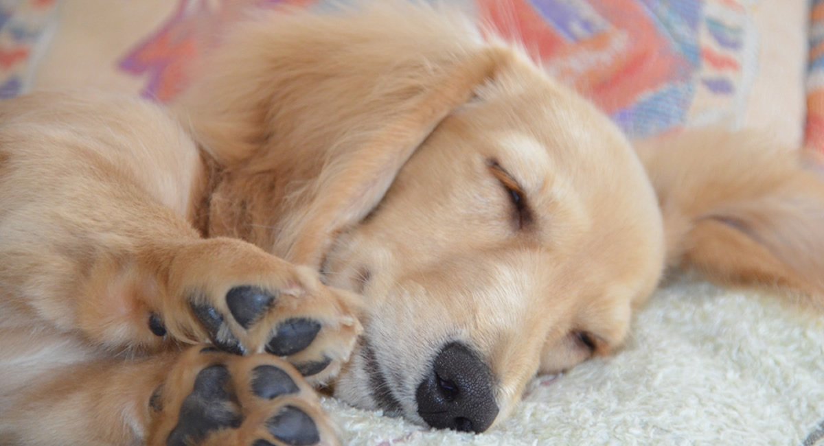 ペットホテルを主とする総合ペットサービスショップです。