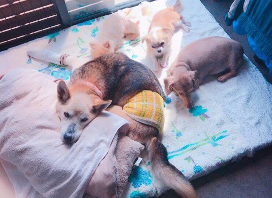 個室でのびのび・サークル部屋でのんびりお留守番♪