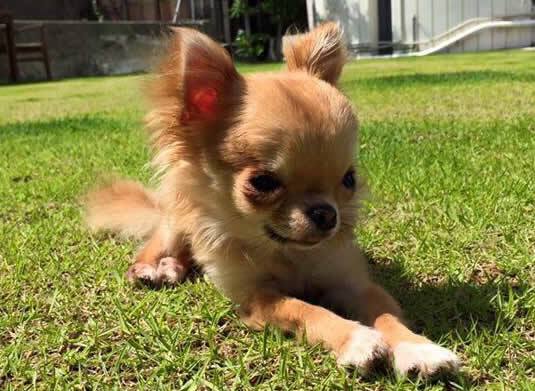 問題行動矯正トレーニング