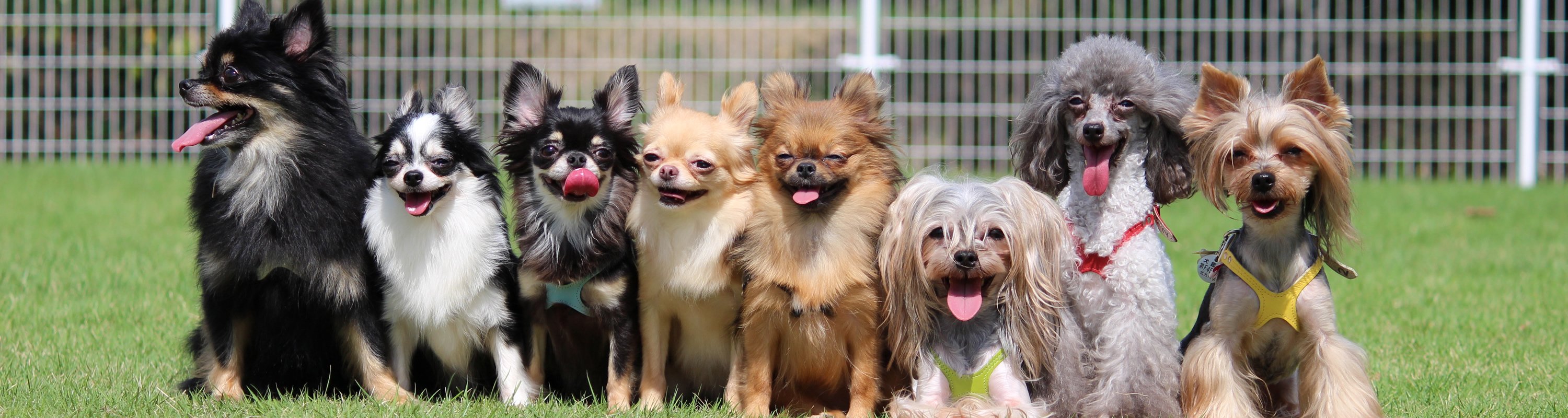 JASPER（ジャスパー）和歌山 白浜のペットホテル・トリミング